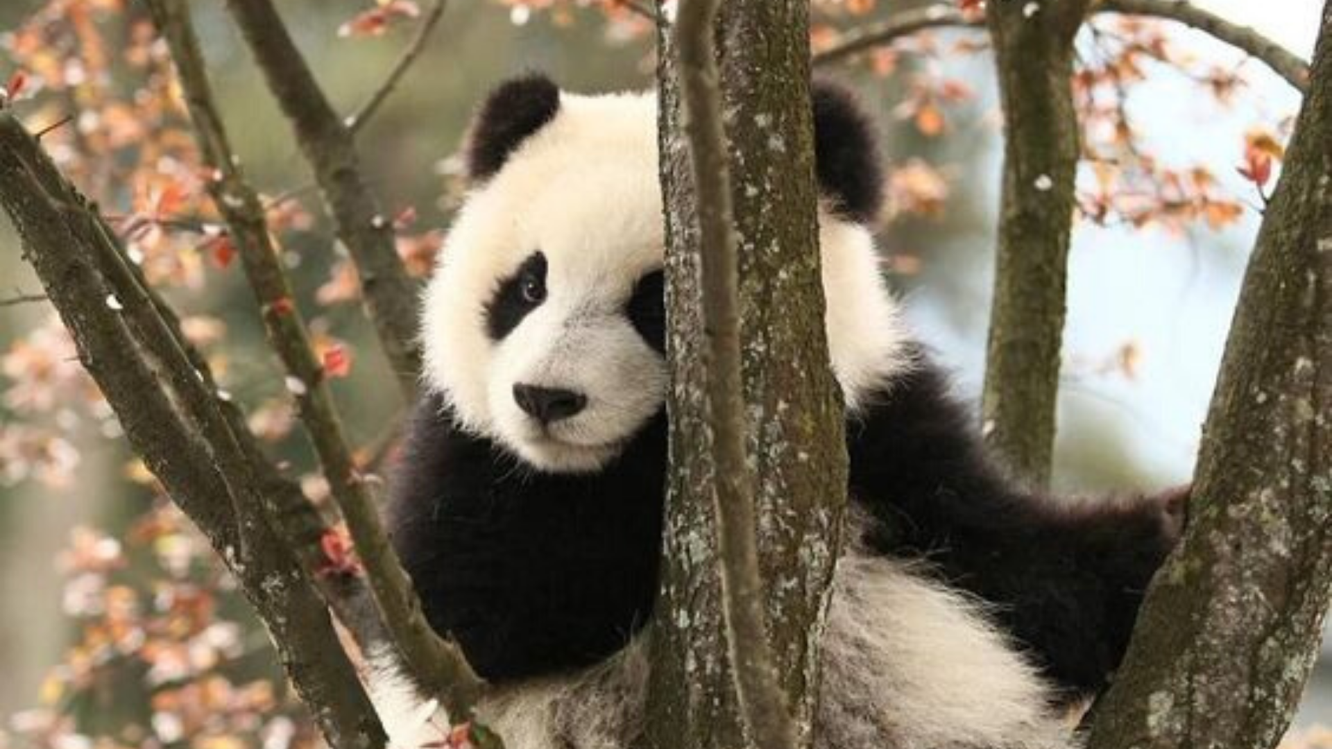 Imagen de un oso panda